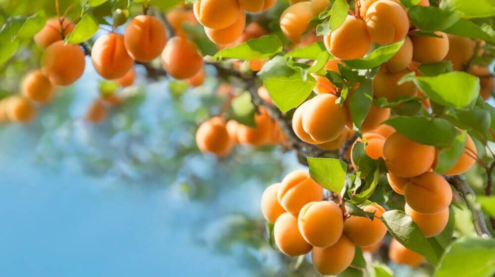 apricots