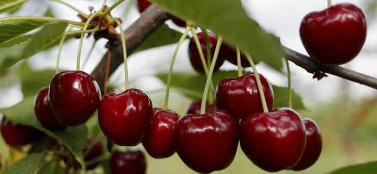 cherries