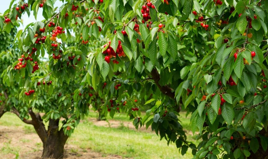 cherry tree