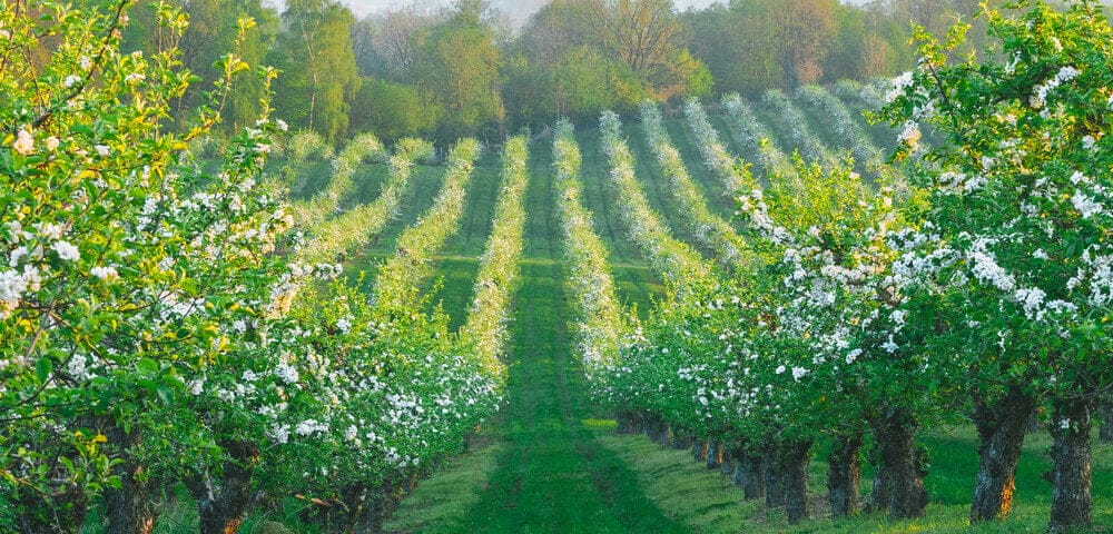 fruit orchard