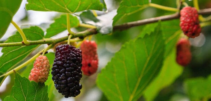 mulberry