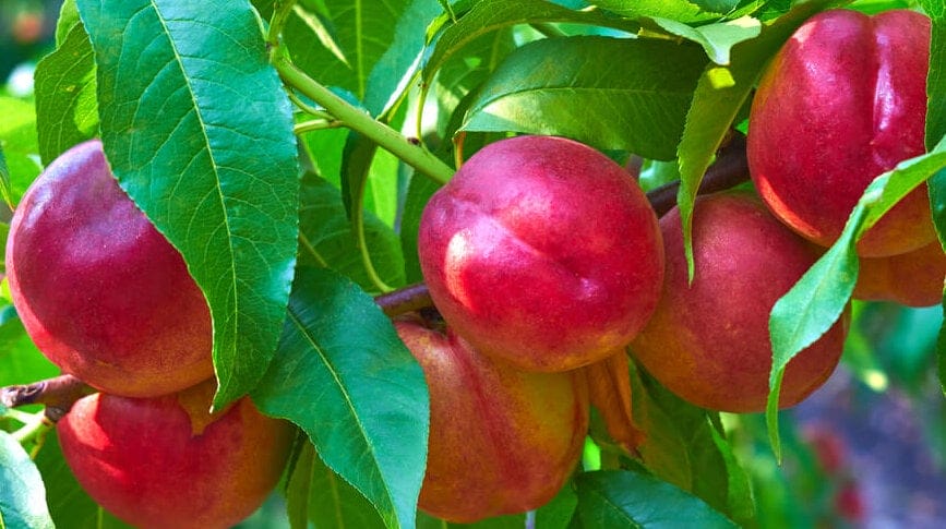 nectarine tree