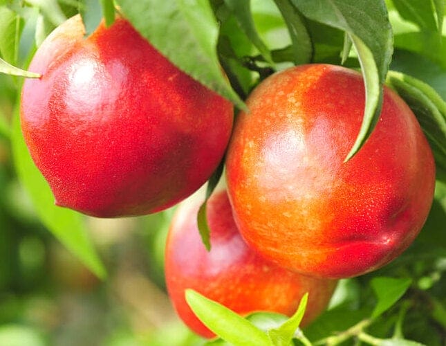 nectarines