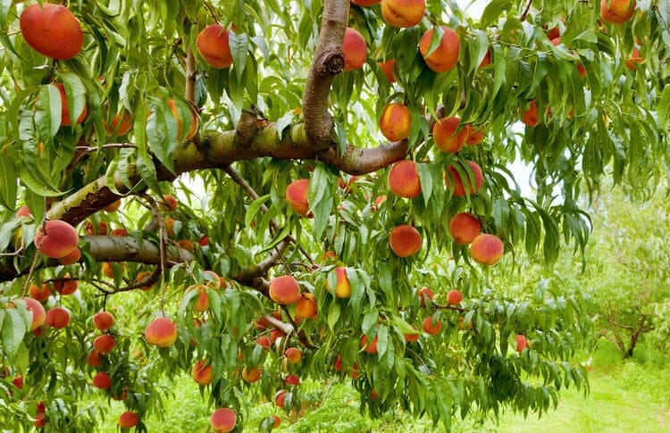 peach tree
