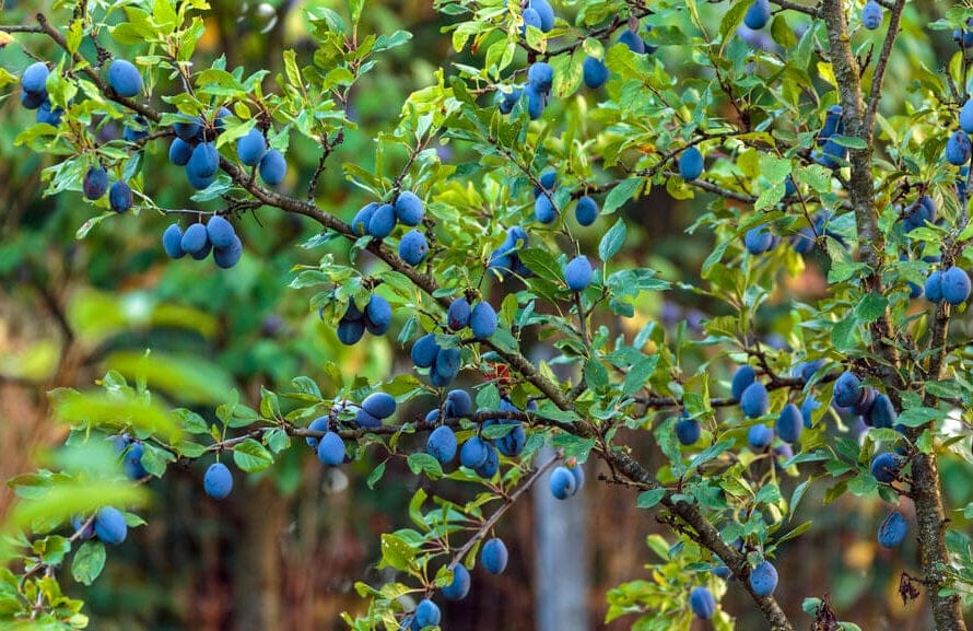 plum tree