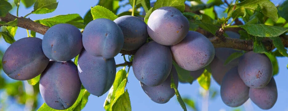 plums