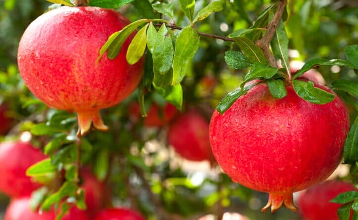 pomegranate 1