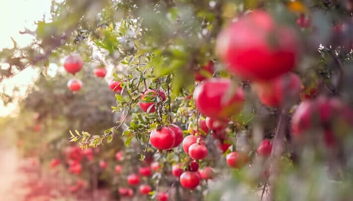 pomegranate 2
