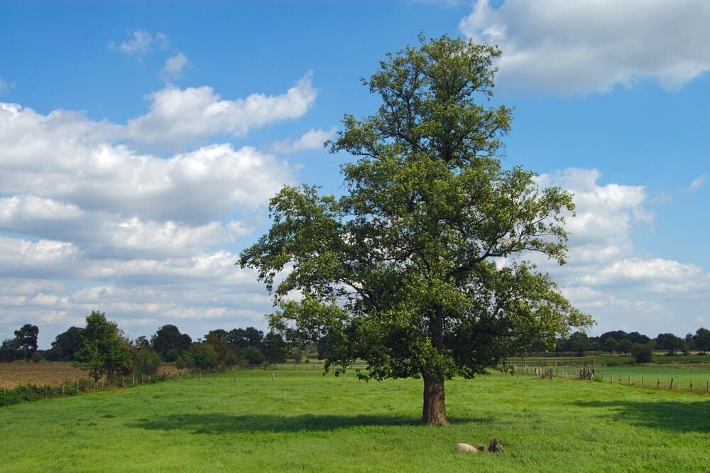 elm tree