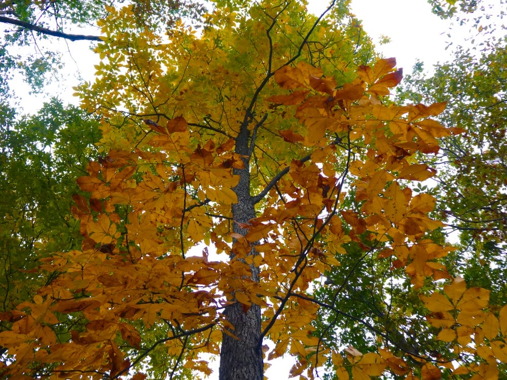 hickory tree