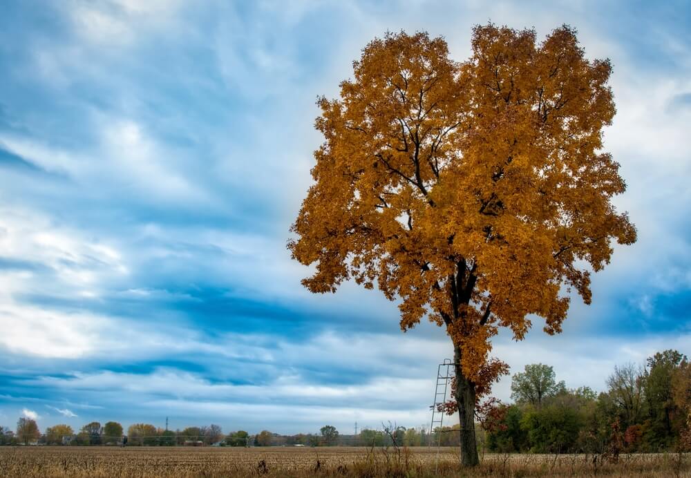 hickory tree