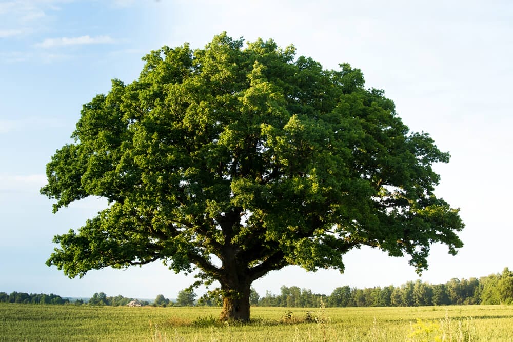 chestnut tree