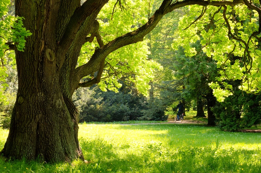 oak tree