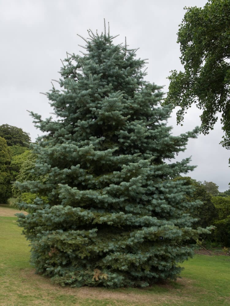 concolor fir tree