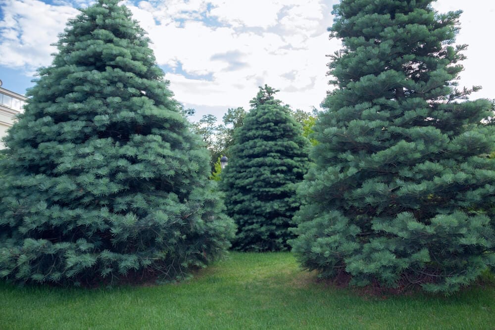 concolor fir tree