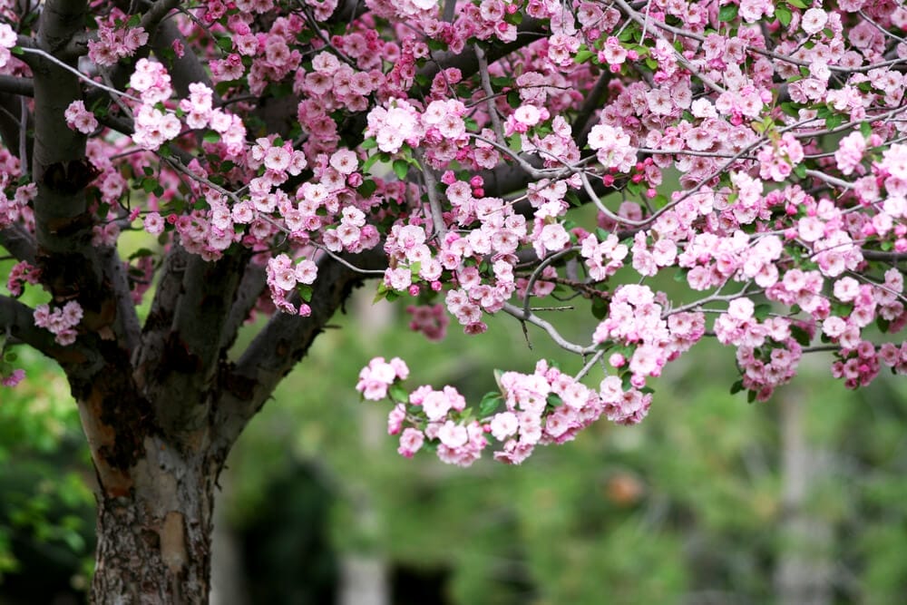 crabapple tree