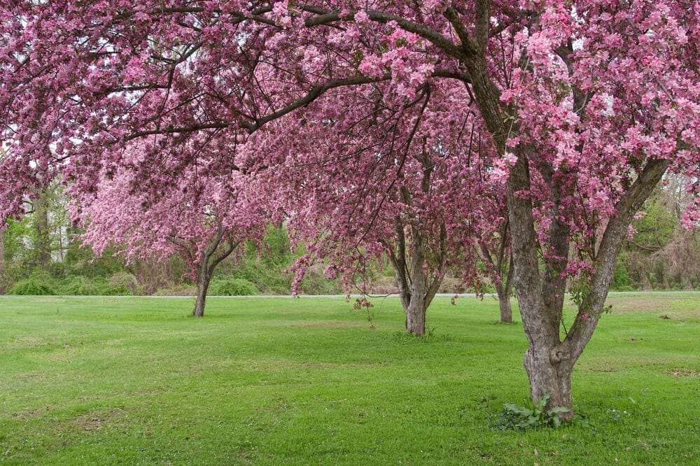 crabapple tree