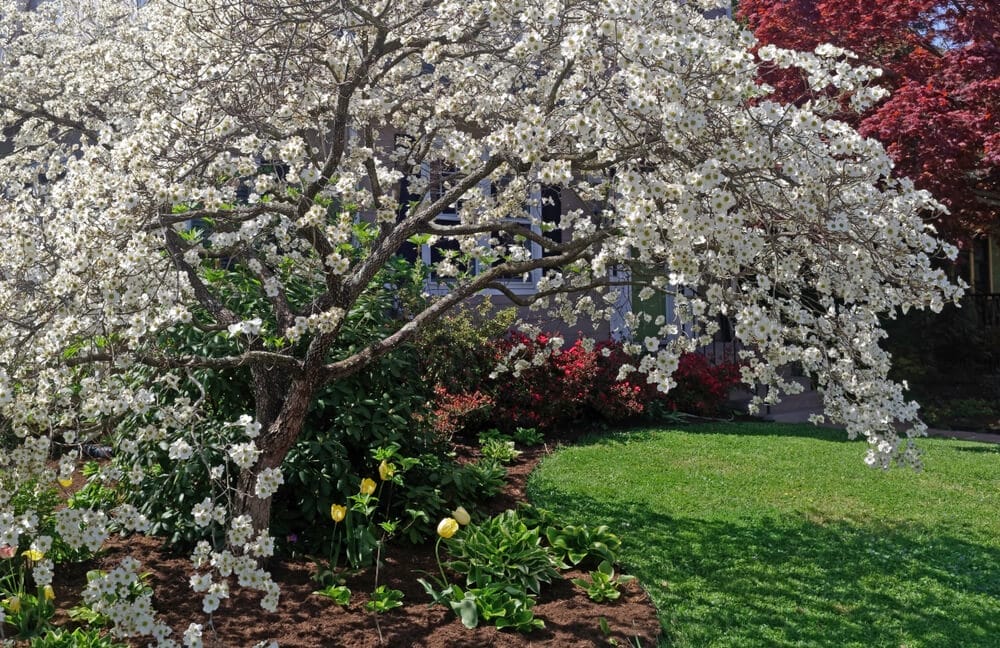 dogwood tree