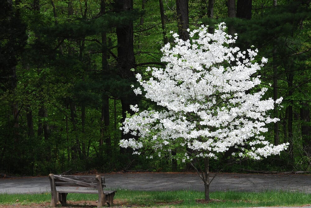 dogwood tree