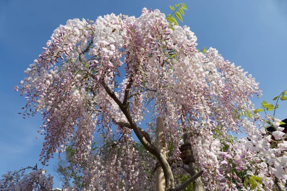 Japanese Lilac Tree