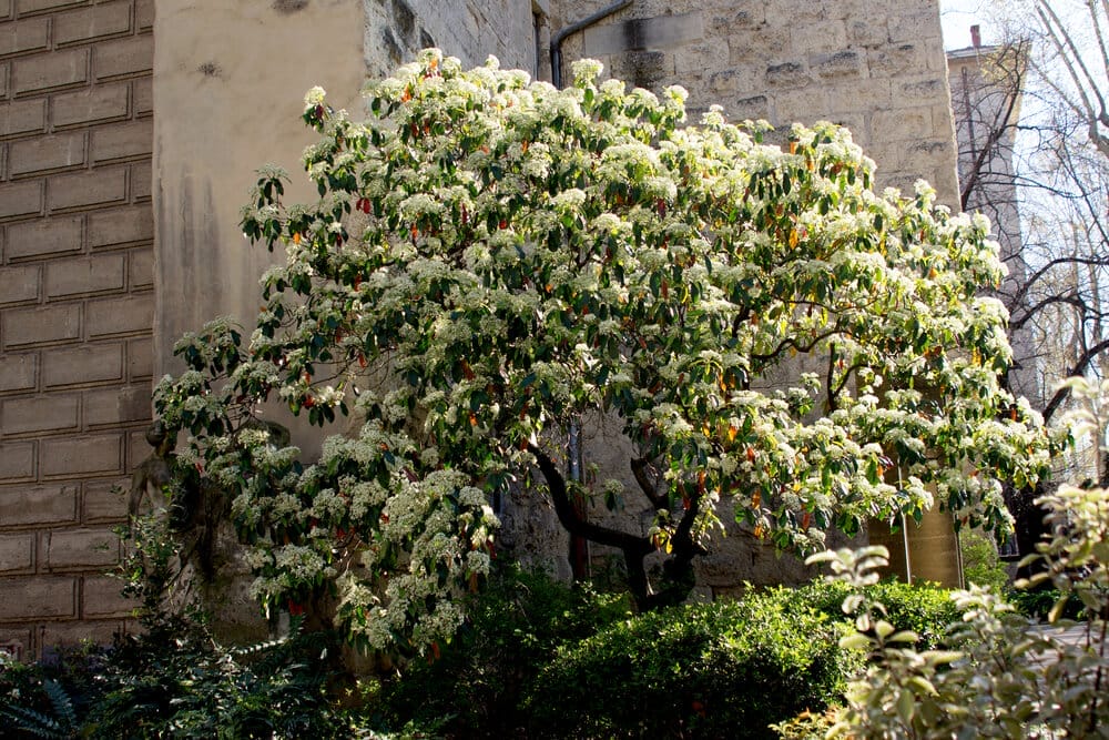 Japanese Lilac Tree