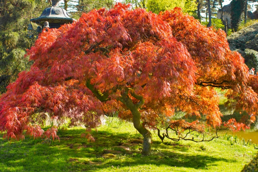 Japanese Maple Tree