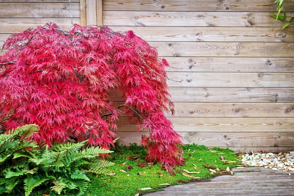 Japanese Maple Tree