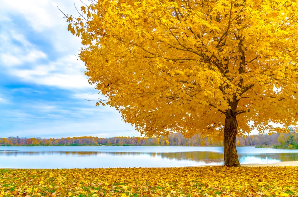 maple tree