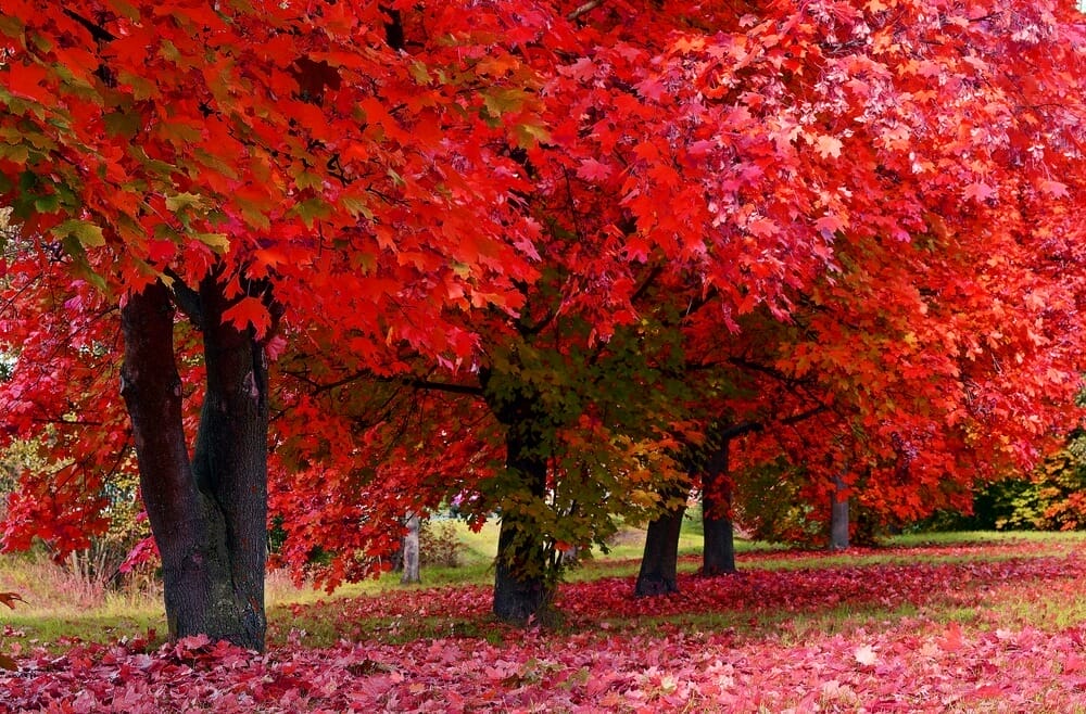 red maple tree
