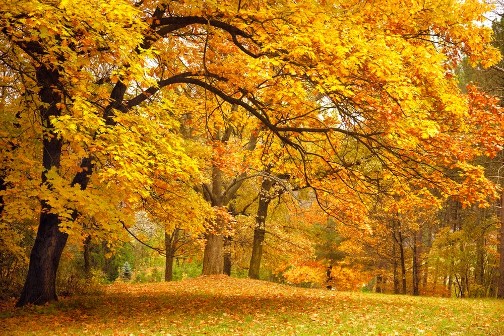 red oak tree 2