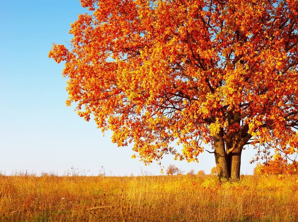 red oak tree