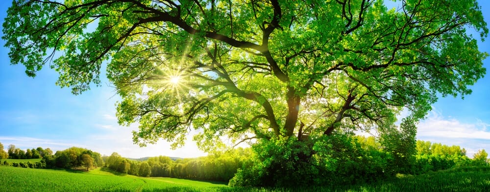 tree