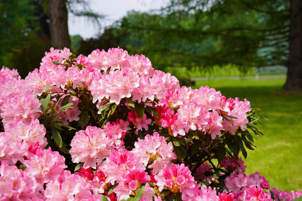 Azalea