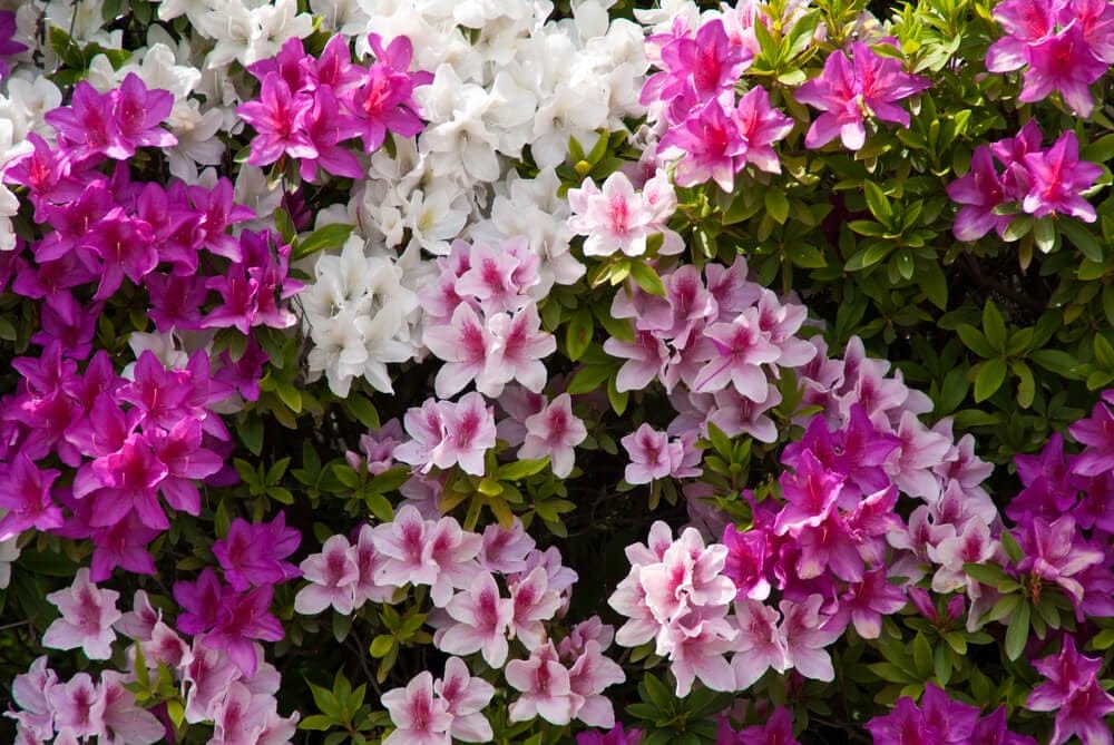 Azalea shrub