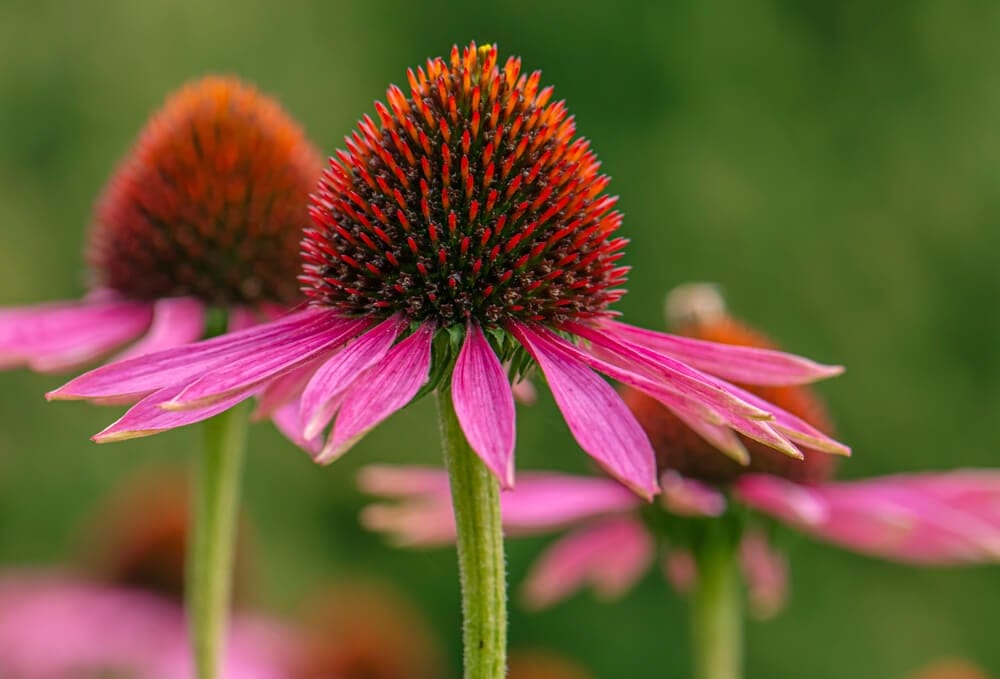 coneflowers