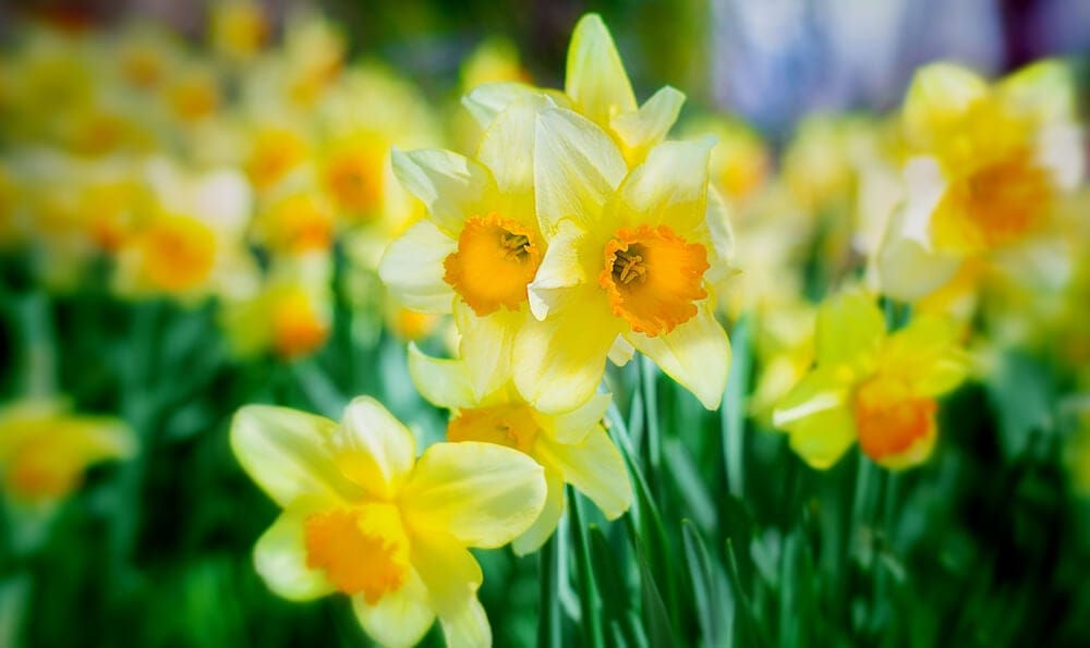 daffodils