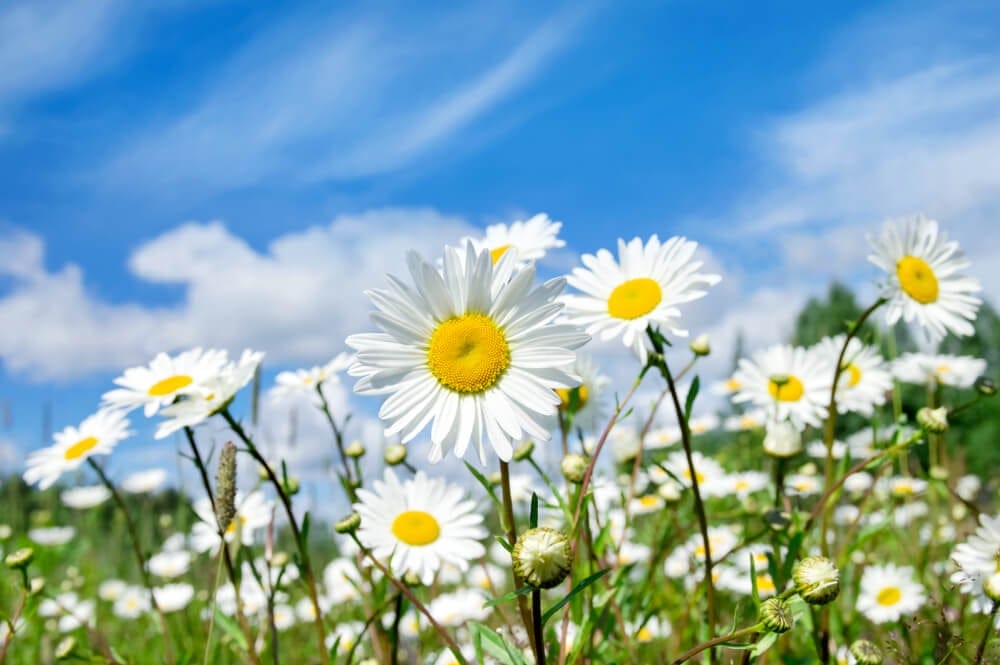 daisies