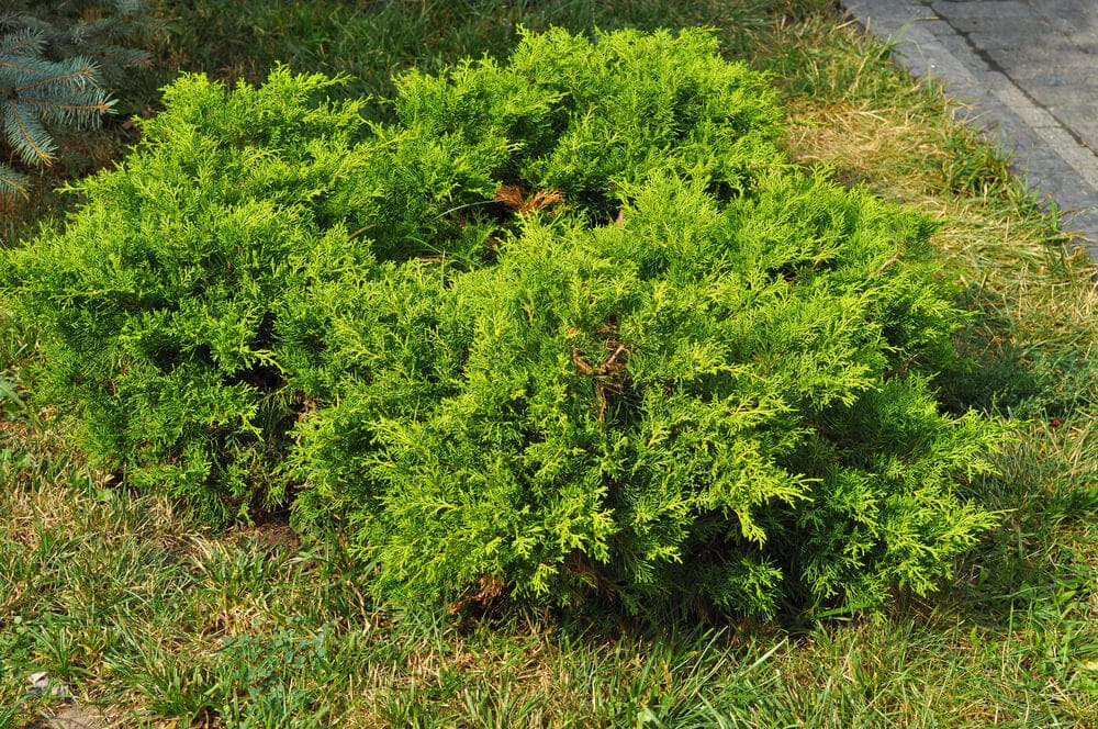 juniper bush
