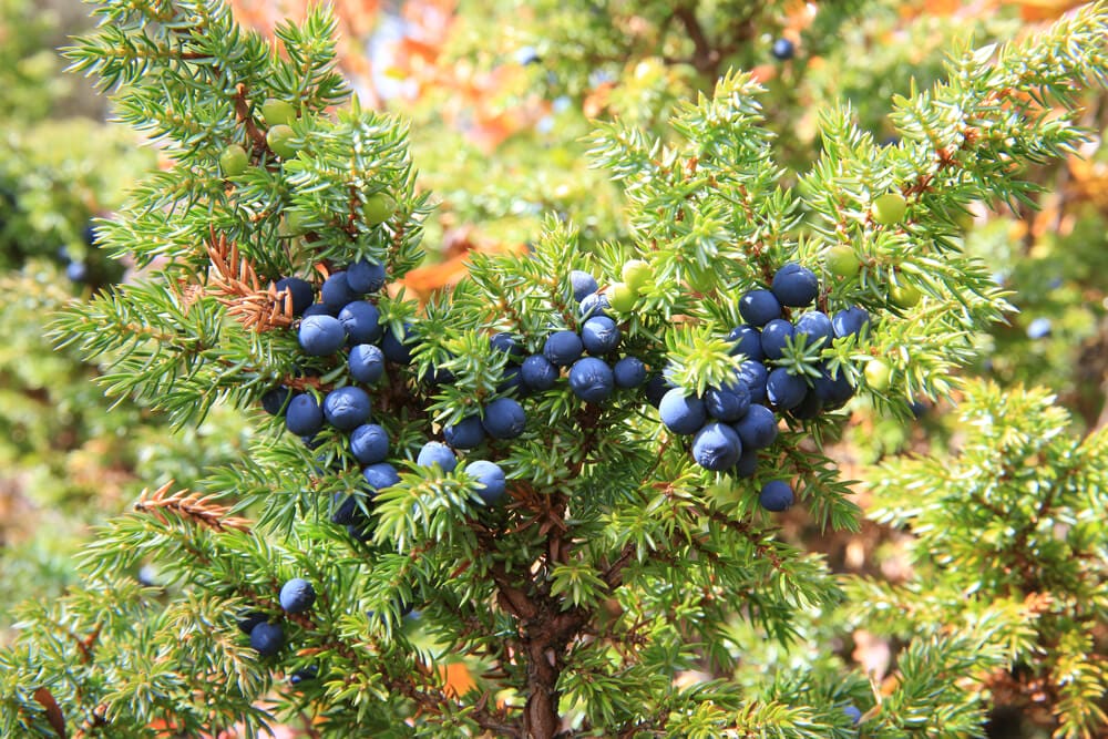 juniper bush