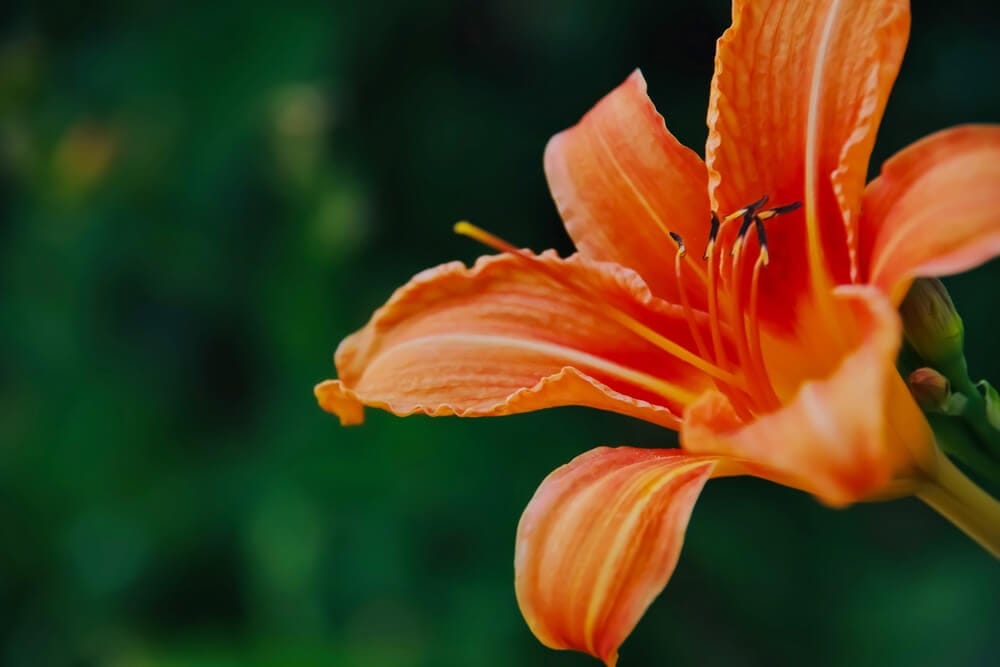 daylily