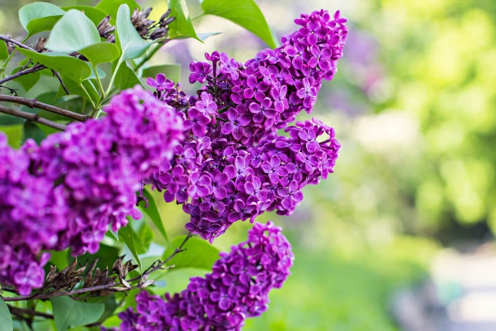 spirea shrub