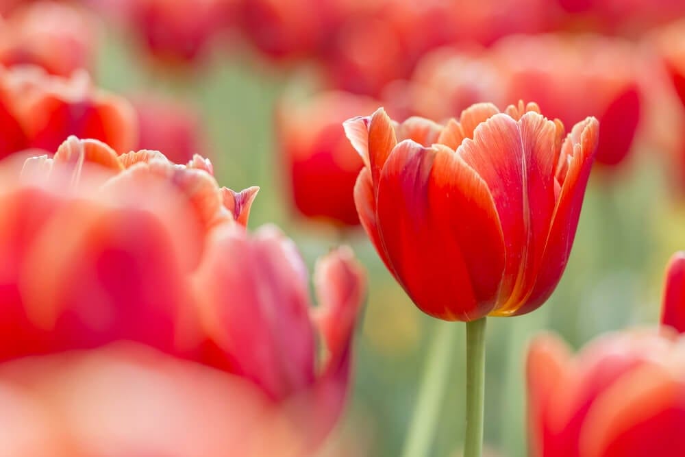 tulips