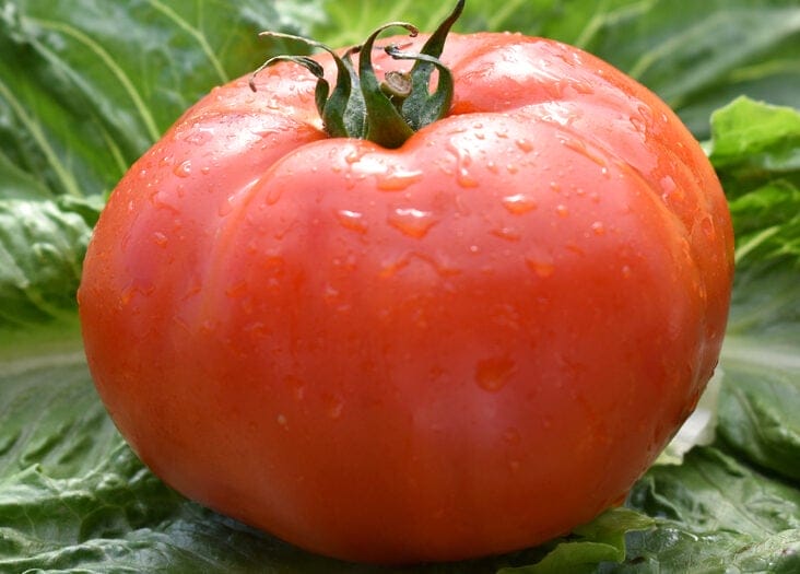 beefsteak tomato