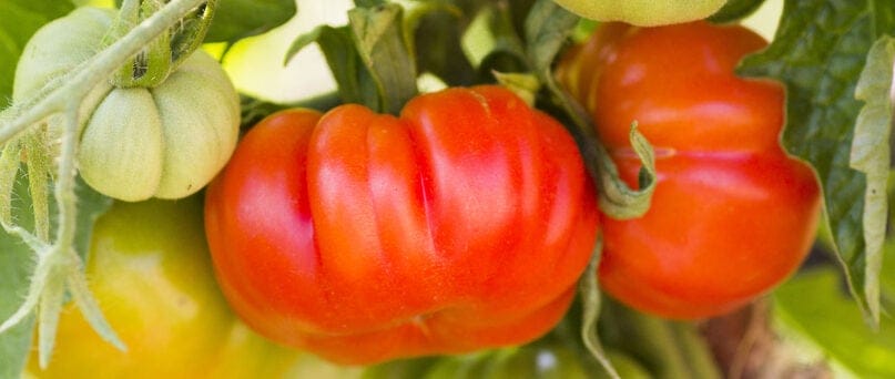 beefsteak tomatoes