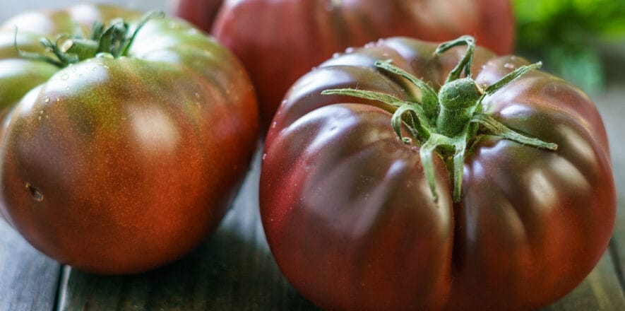 brandywine tomato