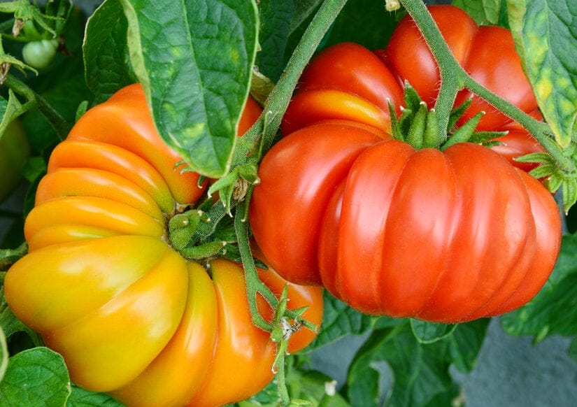brandywine tomatoes