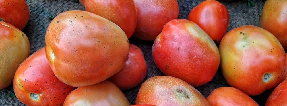 celebrity tomato