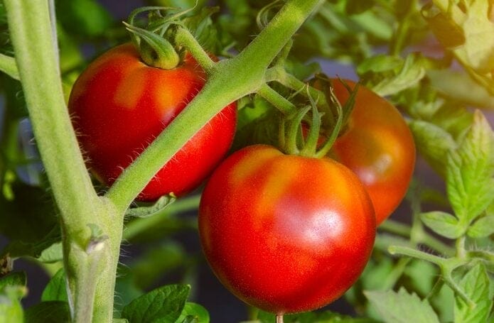 Celebrity Tomatoes