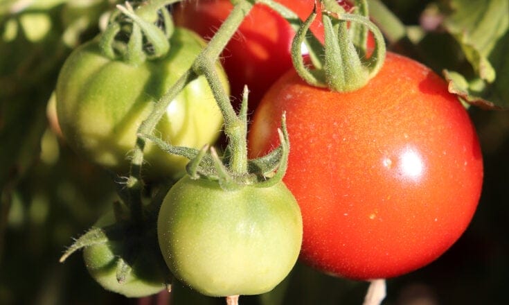 early girl tomatoes