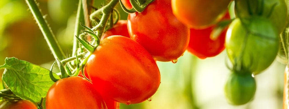 grape tomatoes